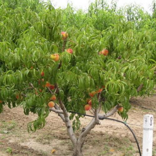 Борьба с курчавостью персика. Правила успешного лечения 02