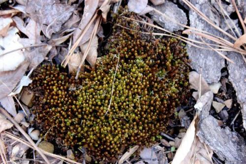 Мох на грядках в огороде, как избавиться. Избавляемся от мха 13 Мох на грядках в огороде, как избавиться. Избавляемся от мха 13