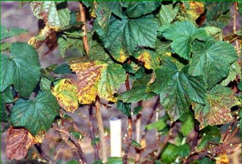 Септориоз смородины. Лечим смородину от листовых болезней