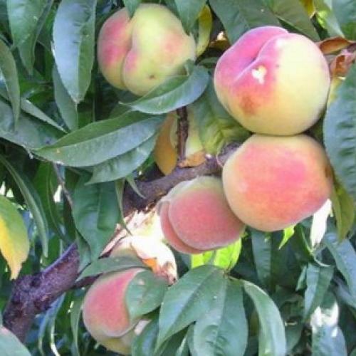 Борьба с курчавостью персика. Правила успешного лечения 03