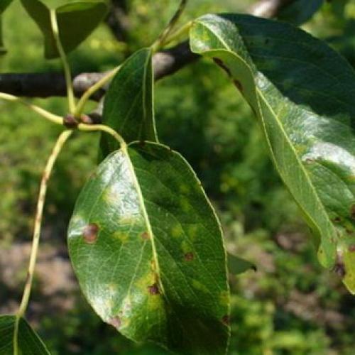 Болезни и вредители груши. Как нужно бороться с болезнями садовых груш? 02 Болезни и вредители груши. Как нужно бороться с болезнями садовых груш? 02