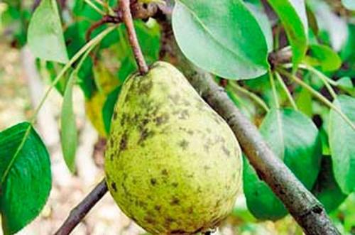 Болезни груши на листьях. Болезни плодов груши