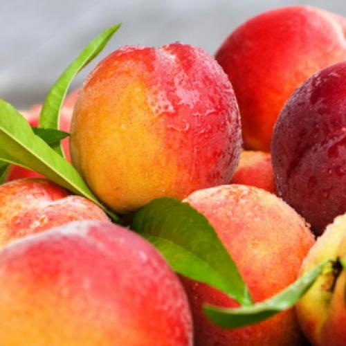 Борьба с курчавостью персика. Правила успешного лечения 04