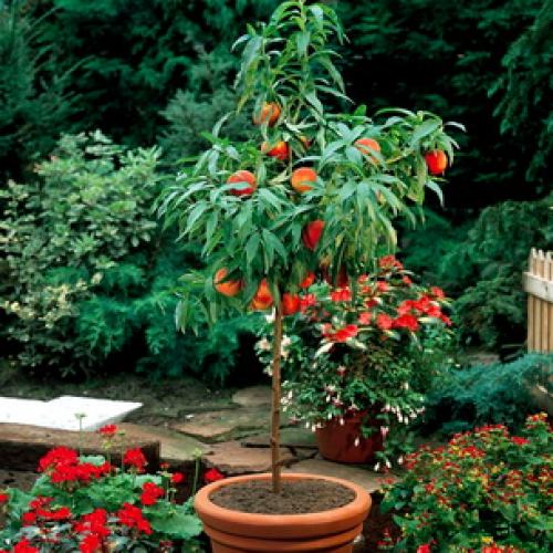 Борьба с курчавостью персика. Правила успешного лечения 10