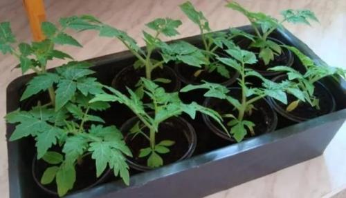 Как вырастить помидоры в огороде. 7 советов по уходу за томатами в открытом грунте