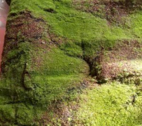 Как избавиться от мха на асфальте. Как удалить мох с тротуарной плитки