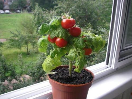 Как выращивать помидоры дома. Первые шаги