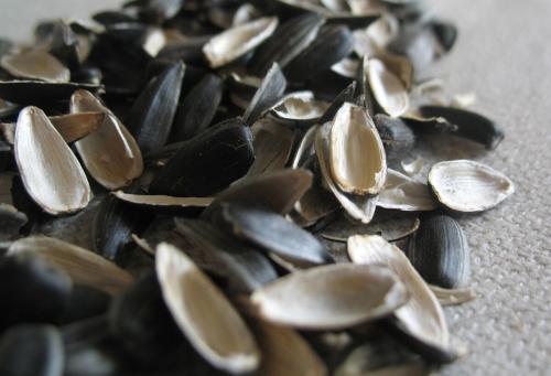 Шелуха от семечек вред. И от шелухи семечек может быть польза