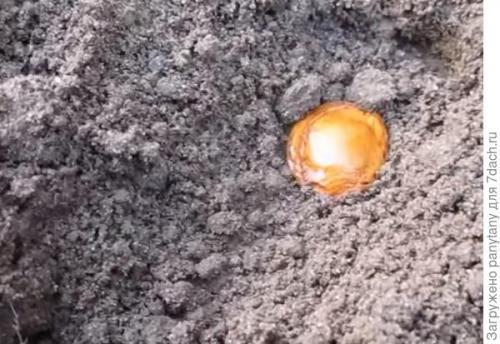 Как посадить персик косточкой под зиму в землю