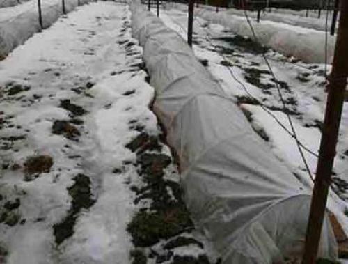 Обрезка винограда на зиму на урале. Летний уход за виноградом 01