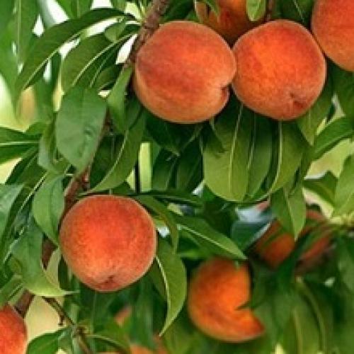 Как посадить персик косточкой под зиму в землю 05