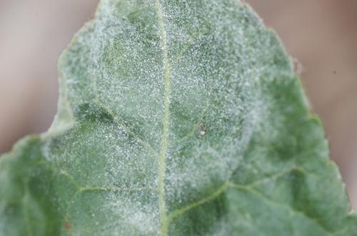 Как лечить смородину. Болезни смородины. План обработок