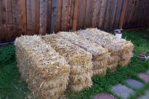 Посадка картофеля под зиму под солому. Посадка картошки под сено