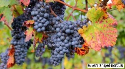 Обрезка винограда в крыму. Обрезка кустов винограда. Школа молодого бойца.