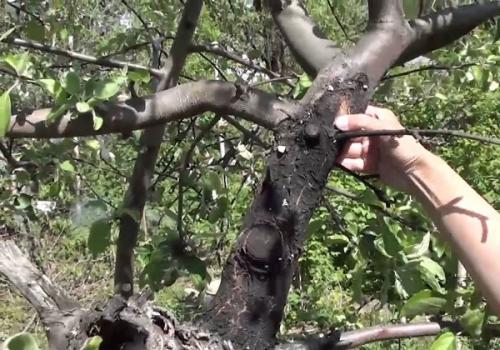 Чернеет ствол молодой яблони. Признаки черного рака