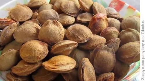 Как посадить персик косточкой под зиму в землю