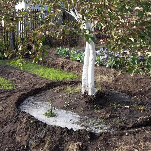 Чем подкормить осенью вишню и сливу. Чем подкормить вишню осенью