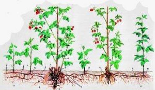 Размножение ремонтантной малины семенами. Способы размножения малины