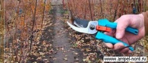 Обрезка винограда в крыму. Обрезка кустов винограда. Школа молодого бойца.