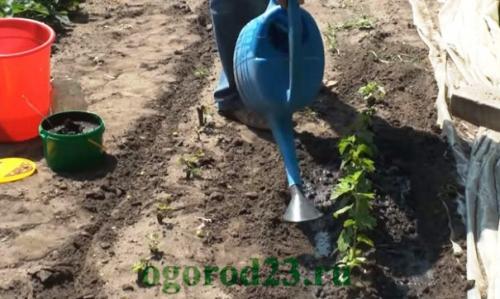 Картофельные очистки для малины. Картофельные очистки и смородина