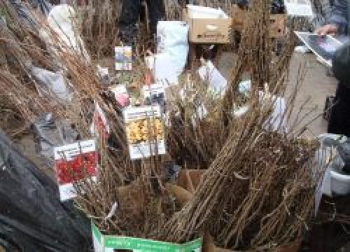 Как прикопать виноград на зиму. Как прикопать саженцы на зиму?