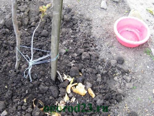 Картофельные очистки для малины. Картофельные очистки и смородина