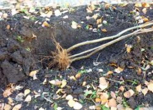 Как прикопать виноград на зиму. Как прикопать саженцы на зиму?