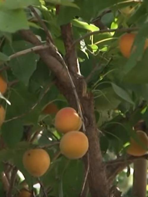 Как посадить персик косточкой под зиму в землю