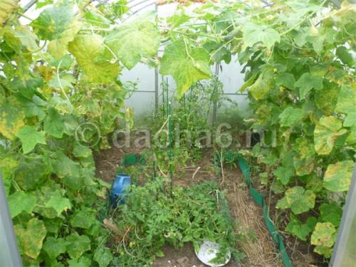 Огурцы в августе. Продлеваем плодоношение огурцов