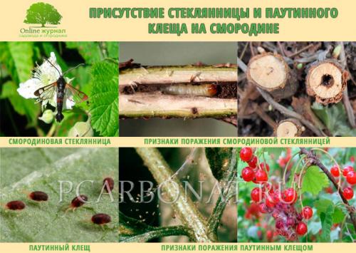 Как спасти смородину засыхает. Почему засохла смородина, в чём причина? Как спасти куст и что делать, если смородина засыхает на глазах. Что со смородиной? Засохла черная смородина, что делать
