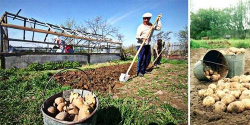 Посадка картошки в солому пошагово. Преимущества выращивания картофеля под органическим укрытием 15