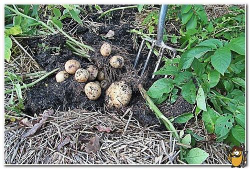 Посадка картошки в солому пошагово. Преимущества выращивания картофеля под органическим укрытием 02