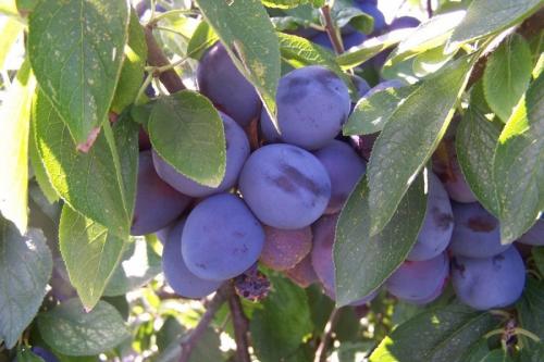 Удобряем сливу осенью. Вишни и сливы будет больше: выгодные подкормки осенью