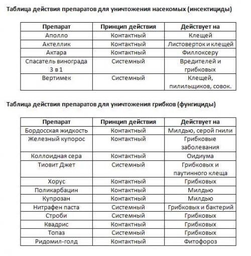 Обработка винограда после обрезки. Чем и когда обрабатывать виноград