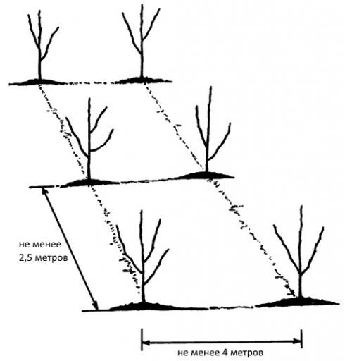 На каком расстоянии сажать карликовые яблони. Дистанция между карликовыми сортами