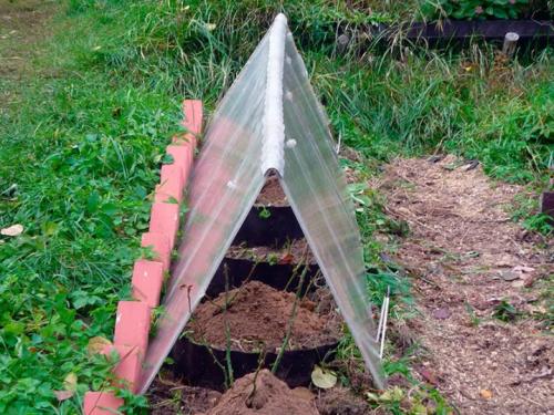 Как на зиму укрывать грушу. Как ухаживать за грушей осенью, чтобы подготовить к зиме 06 Как на зиму укрывать грушу. Как ухаживать за грушей осенью, чтобы подготовить к зиме 06