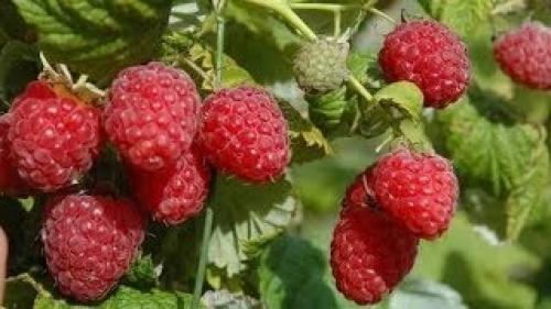 Малина Ремонтантная Сорта Обсуждение