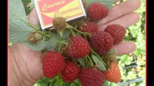 Малина Ремонтантная Сорта Обсуждение
