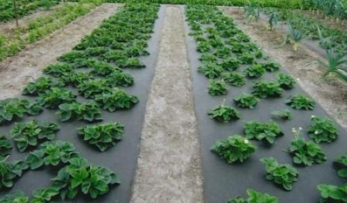 Посадка клубники под пленку. Подготовительный этап работы 04