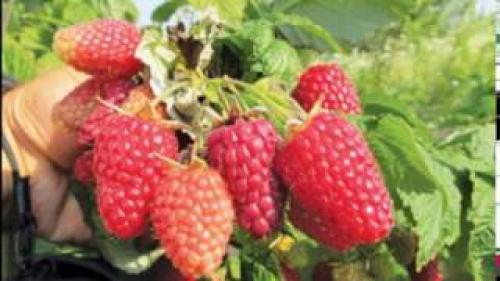 Малина Ремонтантная Сорта Обсуждение