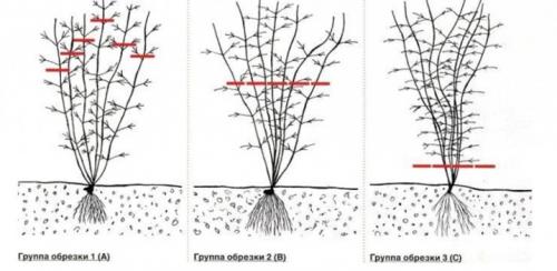 Как на зиму укрывать грушу. Как ухаживать за грушей осенью, чтобы подготовить к зиме 07 Как на зиму укрывать грушу. Как ухаживать за грушей осенью, чтобы подготовить к зиме 07
