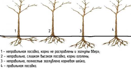 Как подготовить яму под посадку яблони