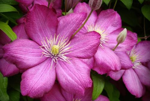 Как на зиму укрывать грушу. Как ухаживать за грушей осенью, чтобы подготовить к зиме 05 Как на зиму укрывать грушу. Как ухаживать за грушей осенью, чтобы подготовить к зиме 05