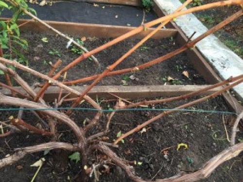 Как обрезать трехлетний виноград. Дачные сезоны