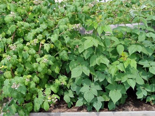 Прореживание ремонтантной малины весной. Навигация по записям