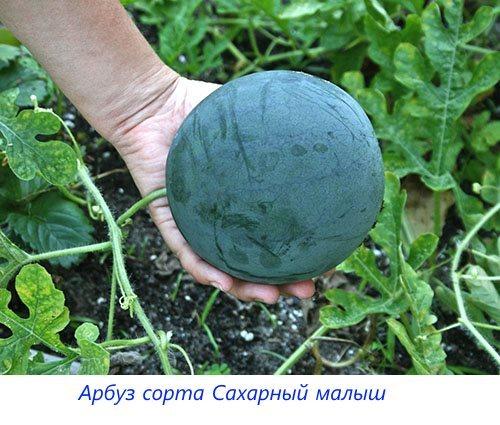 Может ли виноград дозреть в домашних условиях. Может ли сорванный виноград дозреть