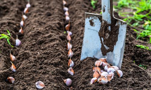 Когда сажать чеснок под зиму в 2019 году в Подмосковье. Посадка чеснока под зиму в Подмосковье в 2019 году