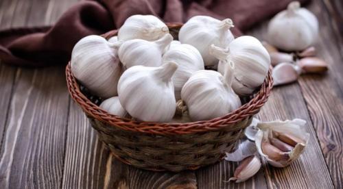 Когда сажать чеснок под зиму в 2019 году в Подмосковье. Посадка чеснока под зиму в Подмосковье в 2019 году