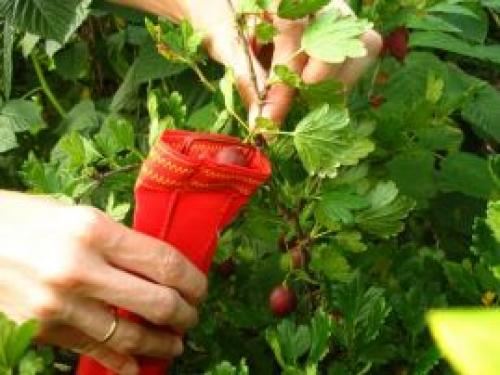 Доспеет ли виноград дома. Может ли виноград дозреть дома 05