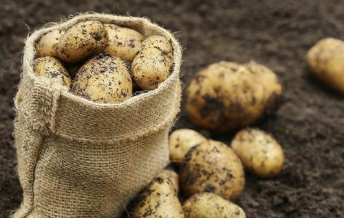 Картофель на зиму сорта хорошие. Какая картошка сможет пролежать всю зиму 02